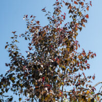 Betula albosinensis `Fascination` punane kask (2)