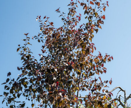 Betula albosinensis `Fascination` punane kask (2)