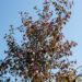 Betula albosinensis `Fascination` punane kask (2)