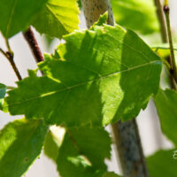 Betula davurica Dauuria kask (1)