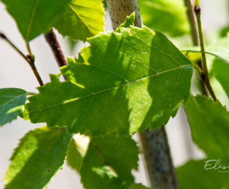 Betula davurica Dauuria kask (1)