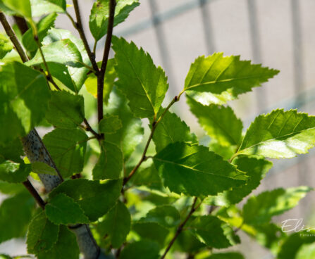 Betula davurica Dauuria kask (2)