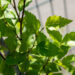 Betula davurica Dauuria kask (2)