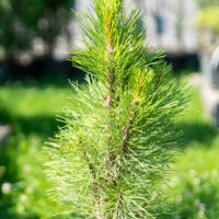 Pinus nigra `Zimmer` must mänd