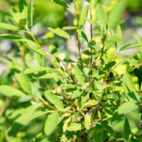 Exochorda racemosa `Niagara` kobar-õisenelas