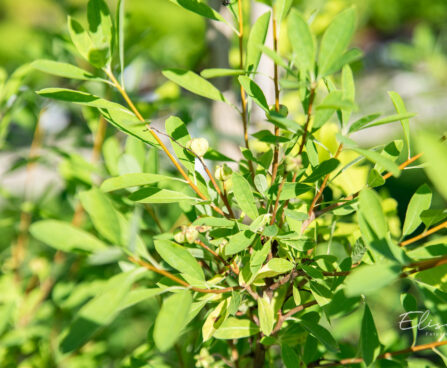 Exochorda racemosa `Niagara` kobar-õisenelas