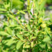 Exochorda racemosa `Niagara` kobar-õisenelas