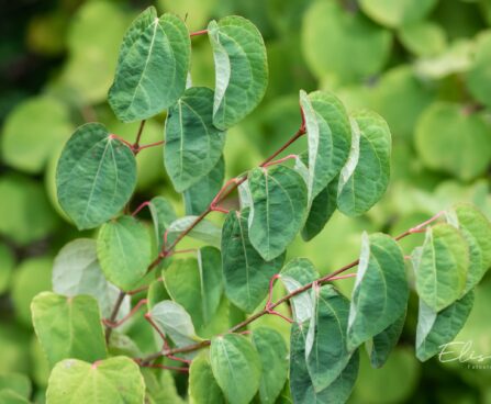 1619_9631_Cercidiphyllum_japonicum_jaapani_juudapuulehik_8.jpg