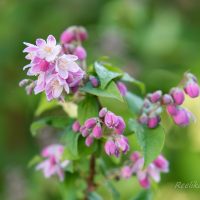 1624_8728_Deutzia_x_hybrida_Strawberry_Fields_.JPG