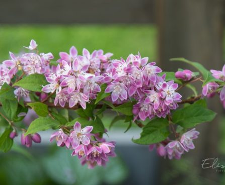 1624_8868_Deutzia_x_hybrida_Strawberry_Fields__2.JPG