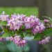 1624_8868_Deutzia_x_hybrida_Strawberry_Fields__2.JPG