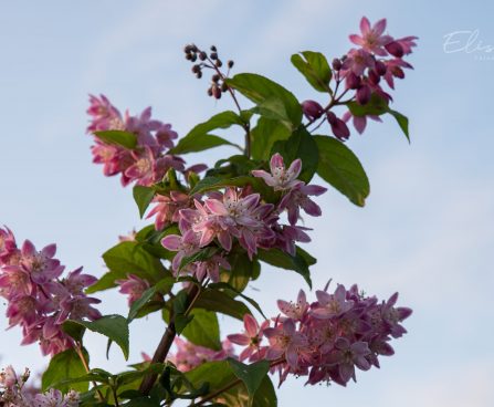 1624_8869_Deutzia_x_hybrida_Strawberry_Fields__3.JPG