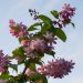 1624_8869_Deutzia_x_hybrida_Strawberry_Fields__3.JPG