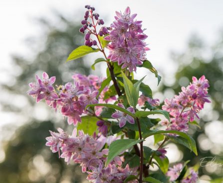 1624_8870_Deutzia_x_hybrida_Strawberry_Fields__4.JPG