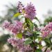 1624_8870_Deutzia_x_hybrida_Strawberry_Fields__4.JPG