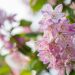 1624_8871_Deutzia_x_hybrida_Strawberry_Fields__5.JPG