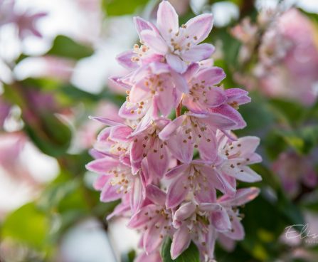 1624_8872_Deutzia_x_hybrida_Strawberry_Fields__6.JPG