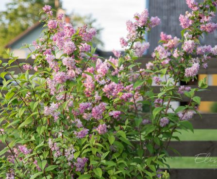 1624_8873_Deutzia_x_hybrida_Strawberry_Fields_.JPG