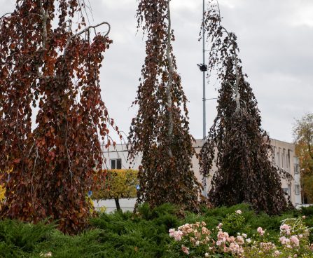 1627_10928_Fagus_sylvatica_Purple_Fountain_harilik_pook_3.jpg