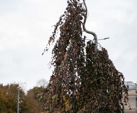 1627_10933_Fagus_sylvatica_Purple_Fountain__harilik_pook.jpg