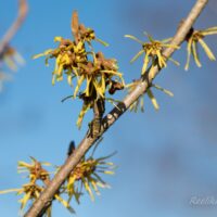 1632_7569_Hamamelis_x_intermedia_.JPG