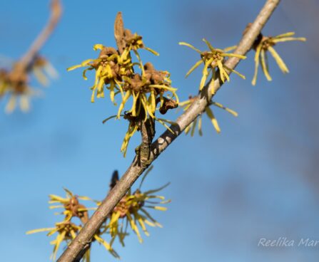 1632_7569_Hamamelis_x_intermedia_.JPG