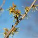 1632_7569_Hamamelis_x_intermedia_.JPG