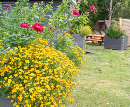 Tagetes tenuifolia `Luna Golden Yellow` peiulill (2)