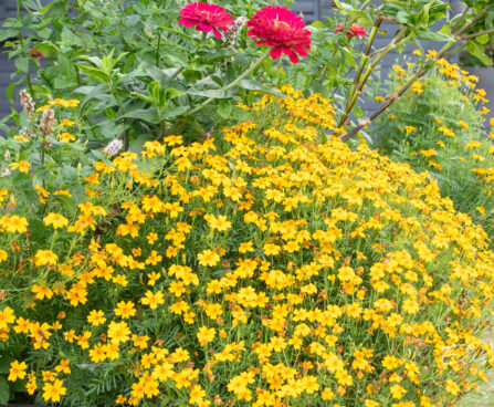 Tagetes tenuifolia `Luna Golden Yellow` peiulill