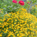 Tagetes tenuifolia `Luna Golden Yellow` peiulill