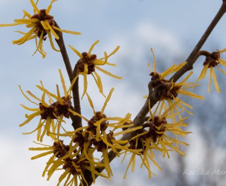 1632_8057_Hamamelis_x_intermedia__4.JPG