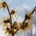 1632_8057_Hamamelis_x_intermedia__4.JPG