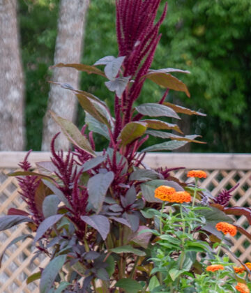 Amaranthus cruentus `Oeschberg` rebashein (2)
