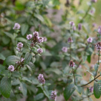 Mentha piperita `Chocolate Mint` piparmünt