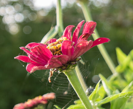 Zinnia hybrida `Profusion Cherry` pruudisõlg