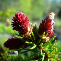 Picea abies `Rydal` -harilik kuusk