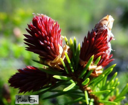 Picea abies `Rydal` -harilik kuusk