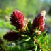 Picea abies `Rydal` -harilik kuusk