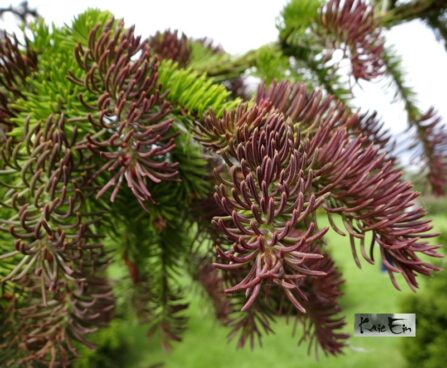 Picea abies `Rydal` -harilik kuusk