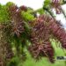 Picea abies `Rydal` -harilik kuusk