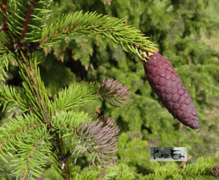 Picea abies `Rydal` -harilik kuusk