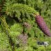 Picea abies `Rydal` -harilik kuusk