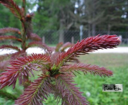 Picea abies `Rydal` -harilik kuusk  noor kasv