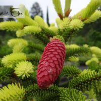 Picea abies `Aurea`-harilik kuusk
