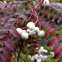 Koehne pihlakas sügisel