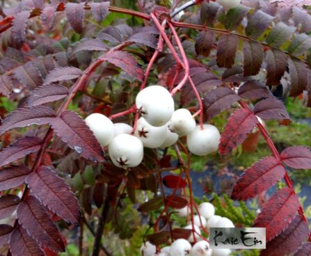 Koehne pihlakas sügisel