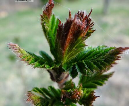 koehne pihlakas foto Kaie Ein