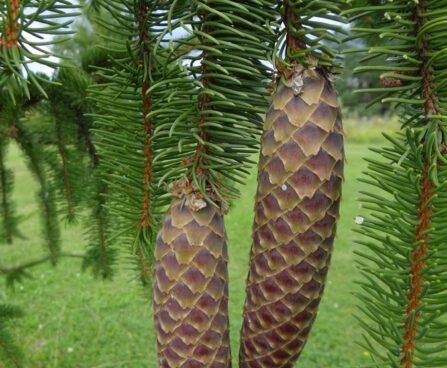 Picea abies `Cranstonii´-harilik  kuusk