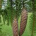 Picea abies `Cranstonii´-harilik  kuusk