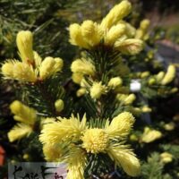 Picea pungens`Maigold` -torkav kuusk